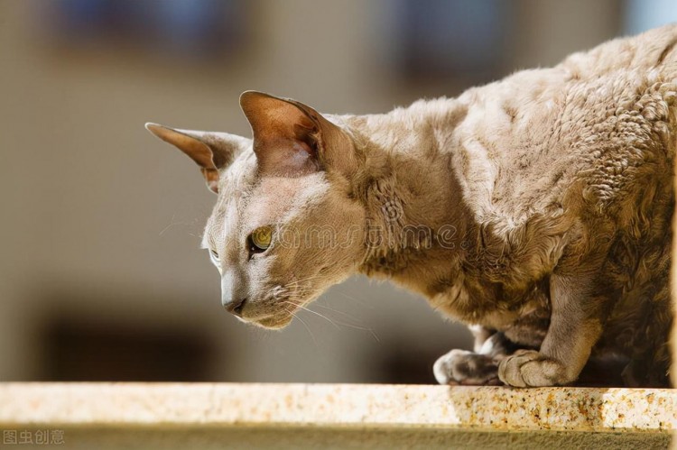 一只埃及猫从佛山专车托运回九江案例分享