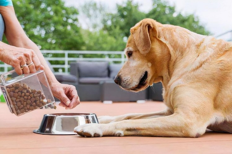 中大型犬如何挑选狗粮？