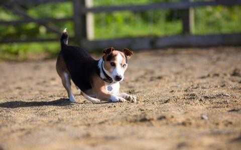 这只比格犬要逆天了还会教小主人用洗衣机！