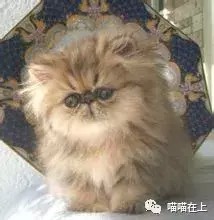 金吉拉猫详解