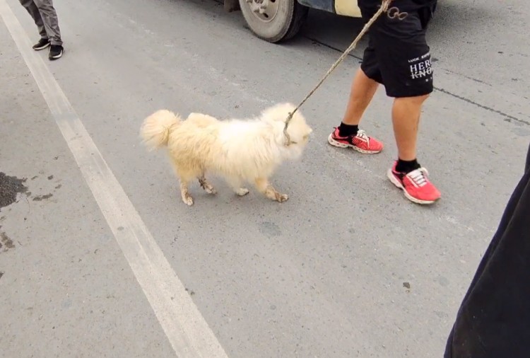 河南：大妈含泪收钱银狐犬还是上狗肉车狗贩：带过来都别可惜