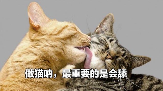 猫舔主人的手脚，其实是想告诉你这些事