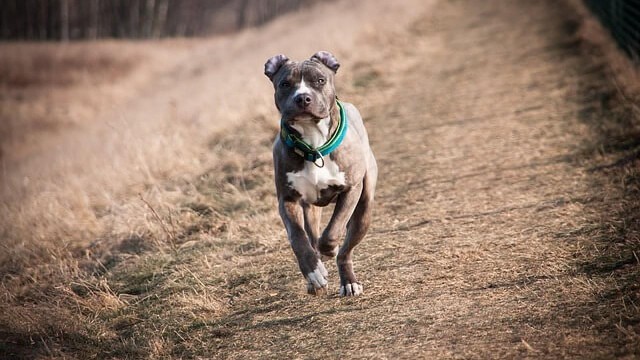 美国斯塔福德郡猎犬曾经作为斗犬的它们现在成为了优秀的宠物