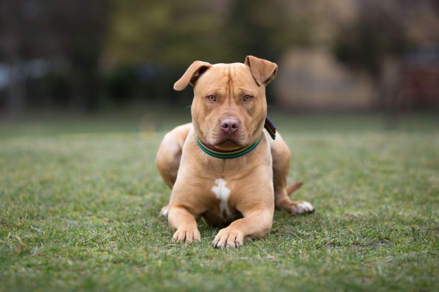 美国斯塔福德郡猎犬曾经作为斗犬的它们现在成为了优秀的宠物