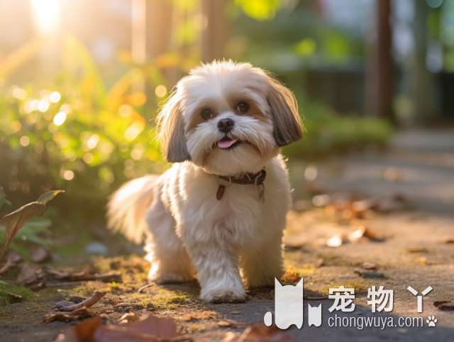 @德阳人 免费给狗狗打狂犬疫苗了！时间、地点看这里→